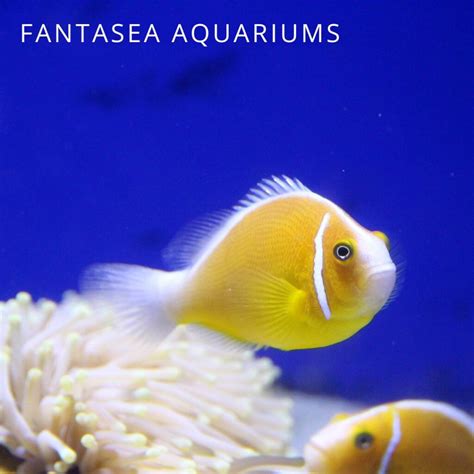 skunk fish|Pink Skunk Clownfish Care & Info .